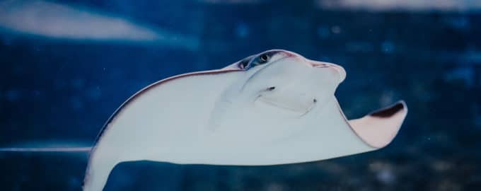 как выглядит бычерылый скат