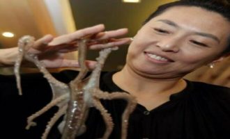 живой осьминог