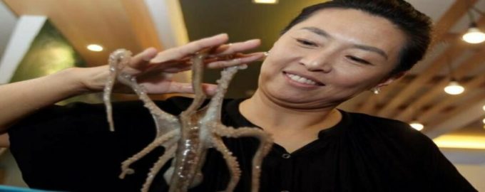 живой осьминог