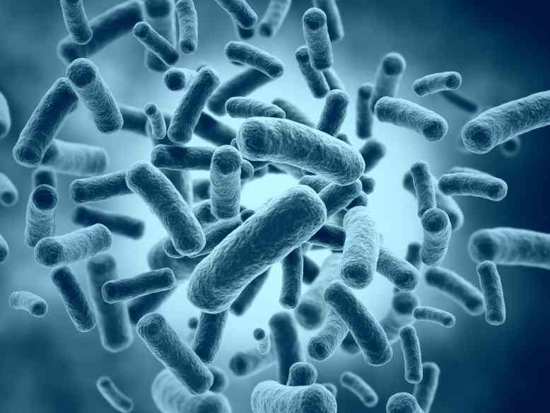 бактерии опасны