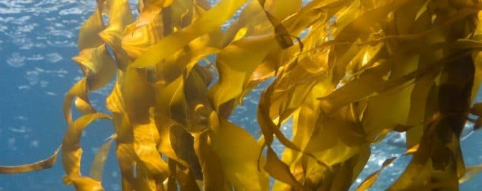 водоросли ламинария в воде