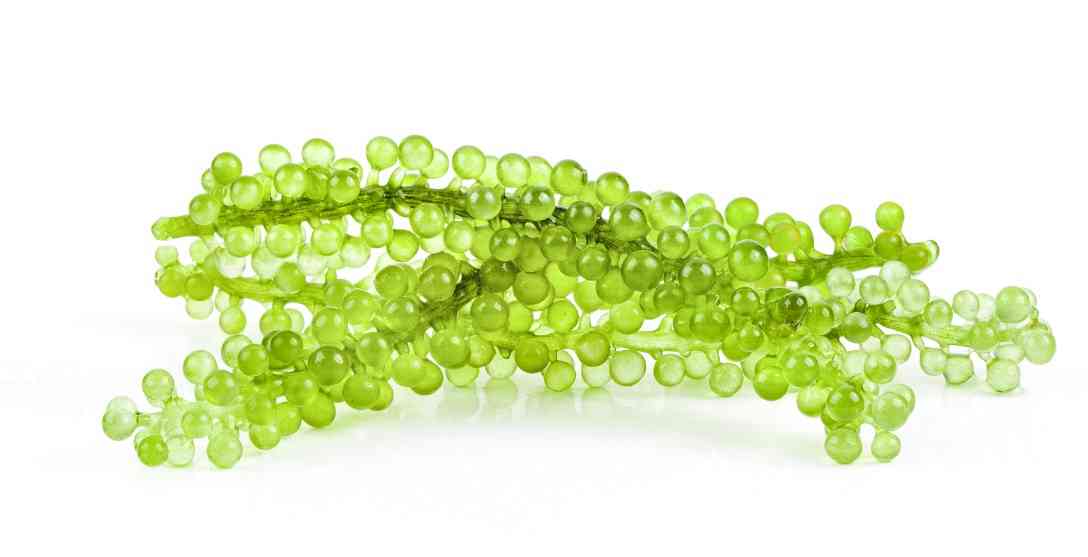 польза морского винограда