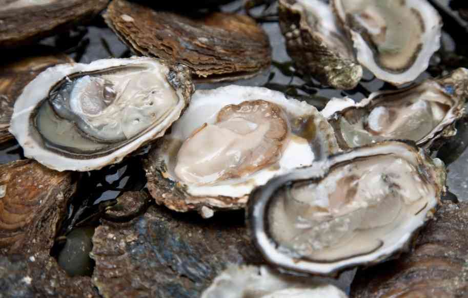 подача устриц 