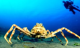 краб паук на песке