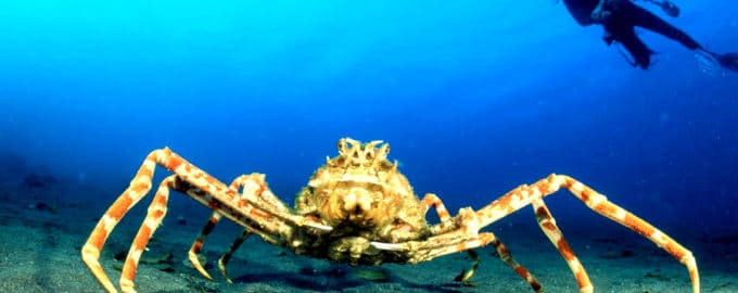 краб паук на песке