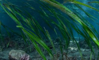 морская капуста