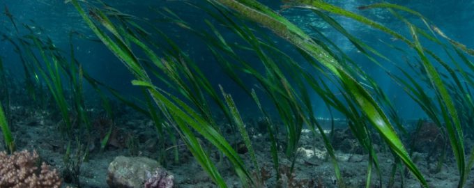 морская капуста