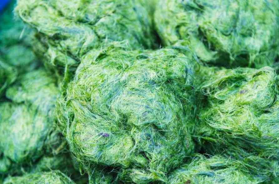 польза морских водорослей