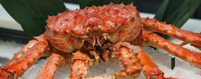 крупный дальневосточный краб