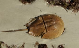 внешний вид мечехвоста