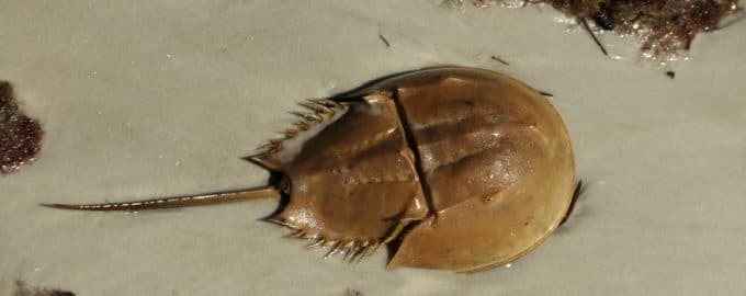 внешний вид мечехвоста