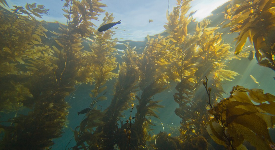 морская капуста