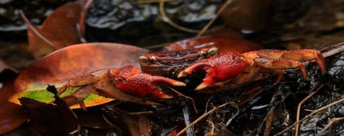 особенности содержания мангрового краба