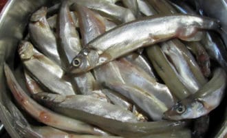 свежая мойва