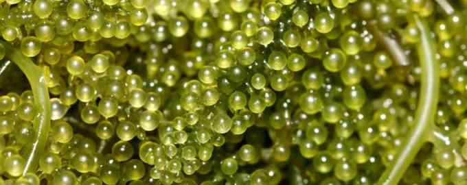 саргассовы водоросли