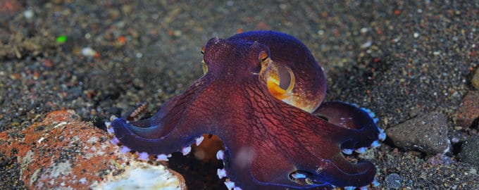 внешний вид кокосового осьминога