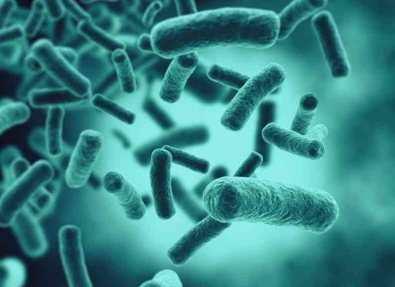 опасность бактерий