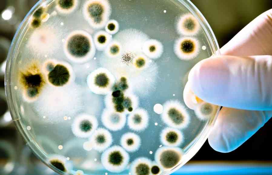 плесневый грибок