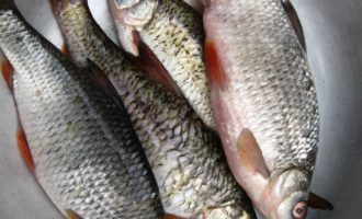 плотва очищенная
