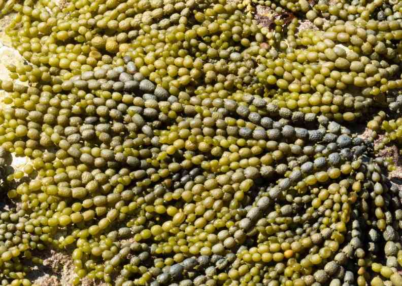 как выглядит морской виноград