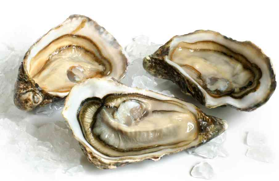свежие устрицы 