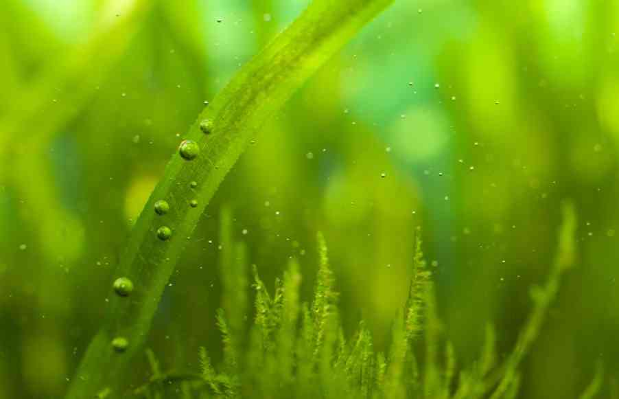 свежие водоросли