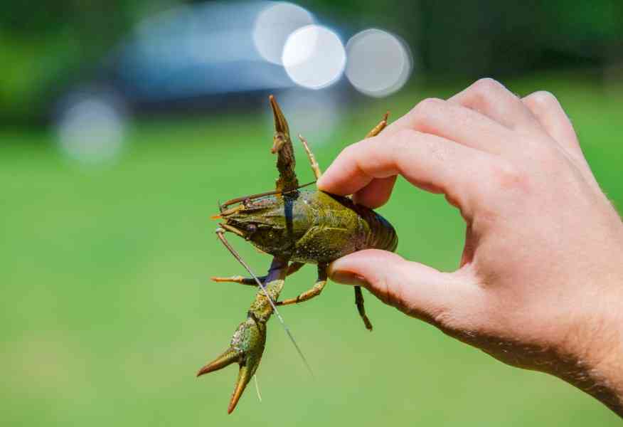 как выглядит рак