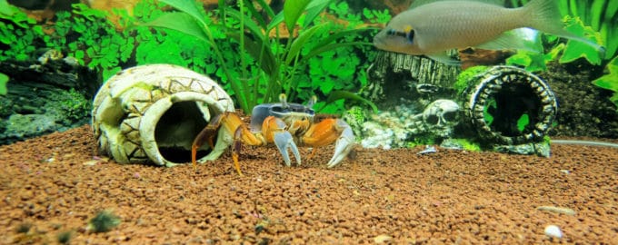 как ухаживать за радужным крабом