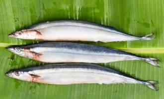 как выглядит сайра