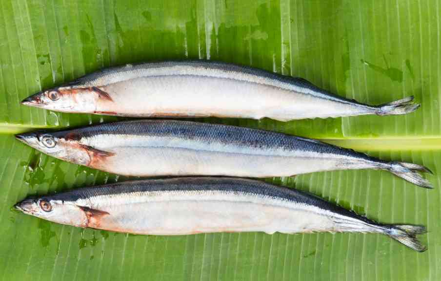 как выглядит сайра