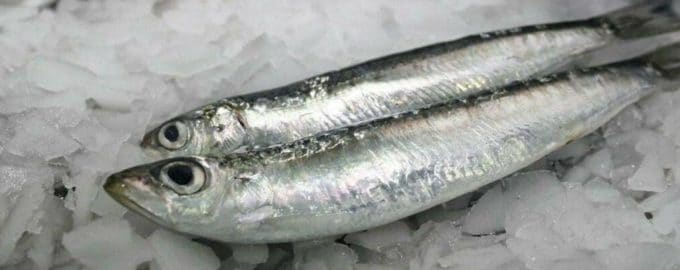 свежая сайра