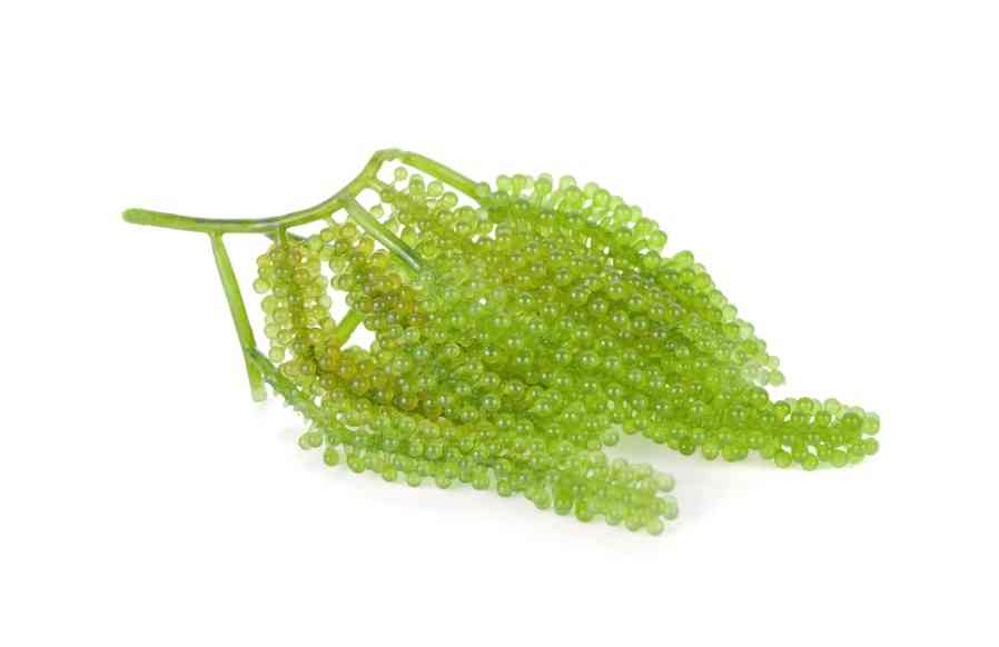 чемполезен морской виноград