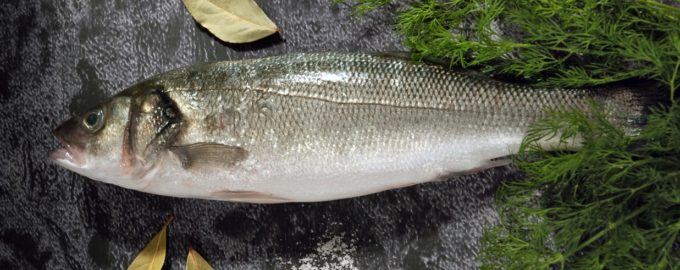 цена на рыбу сибас