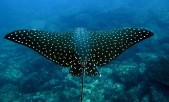 крупный скат