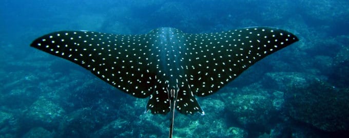 крупный скат