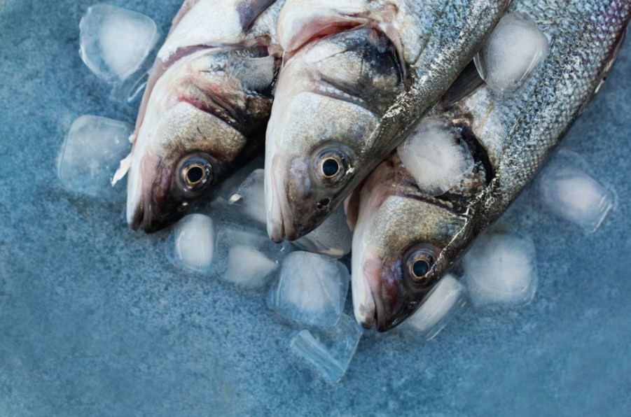 рыба на льду 