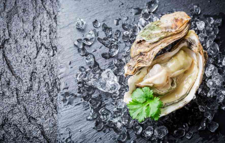 как выглядят устрицы