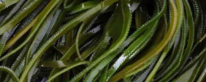 как выглядит ламинария