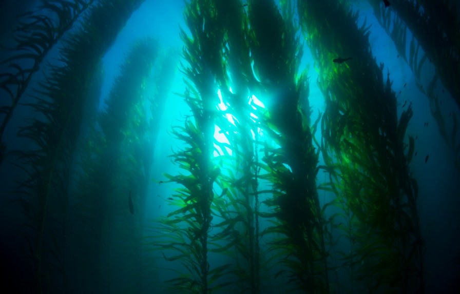 ламинария в воде 