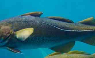 внешний вид трески