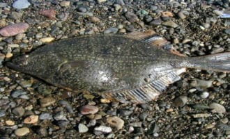 черноморский калкан на берегу