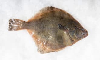 интересное строение камбалы