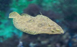 как выглядет и где обитает камбала