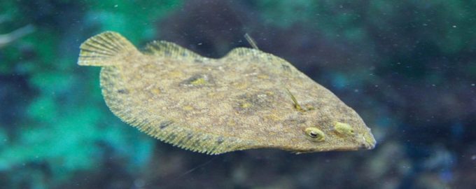 как выглядет и где обитает камбала