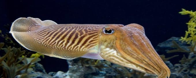 внешний вид каракатицы