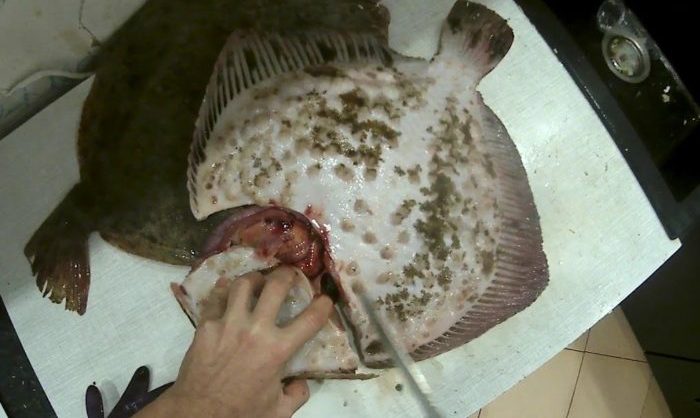как достать икру из камбалы 