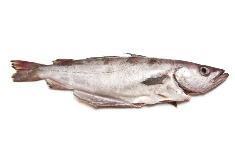 как выглядит минтай