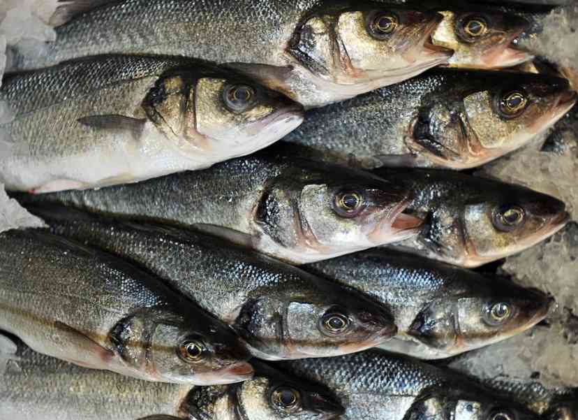 холодноводная рыба 