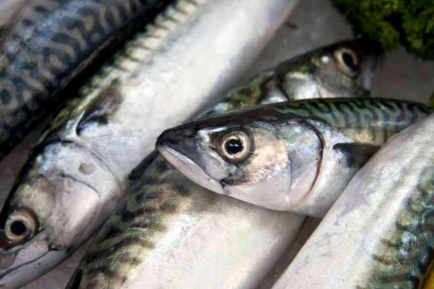 крупная рыба