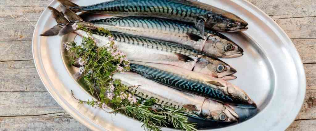 несколько скумбрий